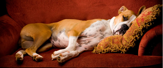 Upholstery Cleaning